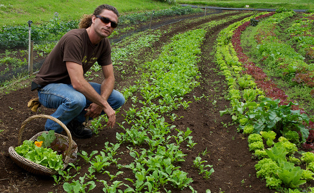 organic farm Maui